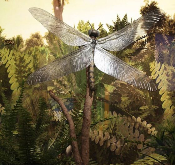亞立桑那州立大學發現如果把蜻蜓養在高氧濃度的環境中，蜻蜓的身體會長很大...大概大15％，還沒有老鷹那麼大，但是已經很厲害了。這個研究的目的是要了解在高氧環境，例如古生代晚期的地球，是否對巨型生物的出現有所貢獻。但實驗也發現，蟑螂不會因此變大，所以請各位先不要太擔心...