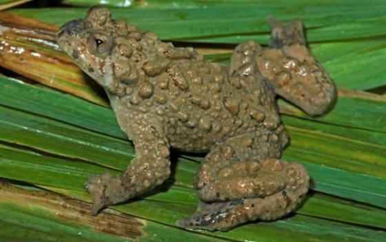 sn-toad2