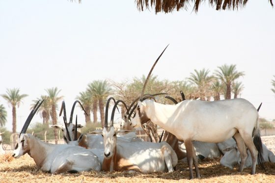 阿拉伯羚羊 photo source:pixabay
