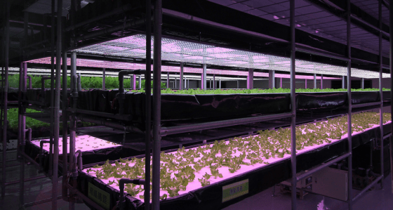 植物工廠可以克服天候與地力限制，為農業發展的新趨勢。 photo source:Fliskr用戶Wang Fonghu
