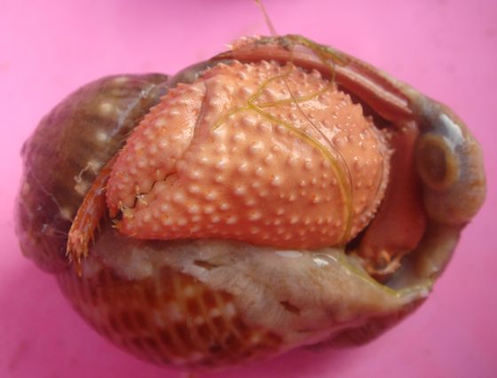 貝殼必須合適寄居蟹個體大小方能成為保護的家