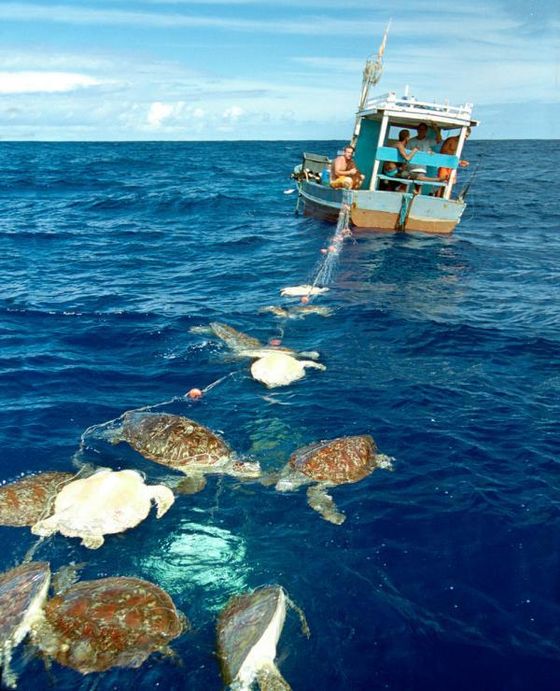 一群海龜因誤闖流刺網因而集體溺死-圖片來自於Sea Shepherd South Africa