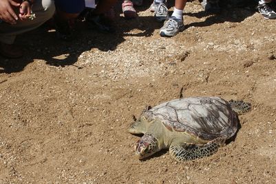 受傷痊癒的海龜再度野放返回大海的家