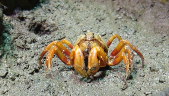 和尚蟹是泥灘地常見的螃蟹而且不是橫著走而是直著走喔