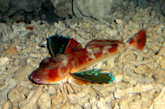 腹鰭變成走路的蝦腳，胸鰭擴大變成會滑翔的翅膀，讓棘黑角魚有別於其他魚類。
