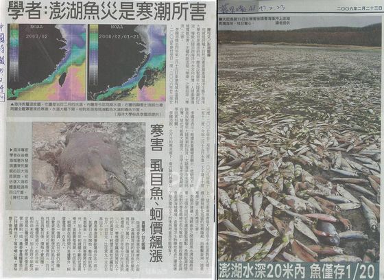 2008年澎湖寒害造成珊瑚礁魚類大量死亡並引發海鮮飆漲（取自中國時報與蘋果日報）