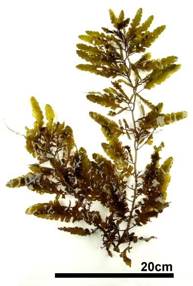 銅藻為馬尾藻的一種棲息在大陸北方沿岸淺海域的大型褐藻（www.weblio.jp）