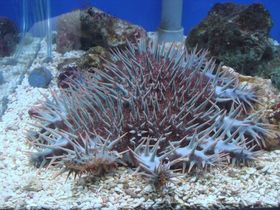 因天敵大法螺受到濫捕，促成棘冠海星數量大爆發，導致珊瑚礁受到傷害