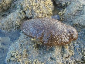 棘輻肛參是潮間帶中常見的海參家族之一