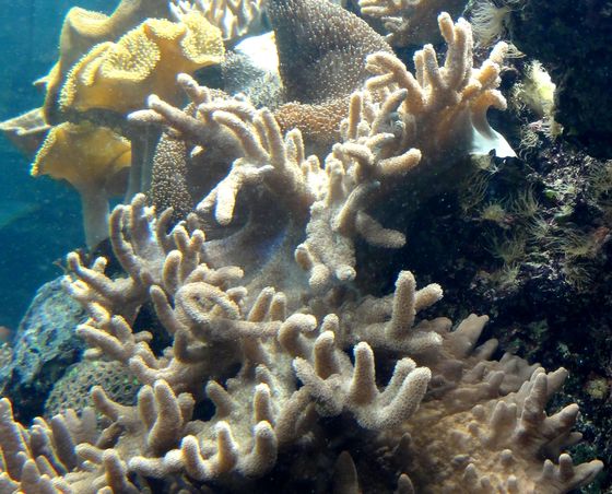 科學家發現指形軟珊瑚利推積骨針於基部的方式亦可形成堅硬的岩礁