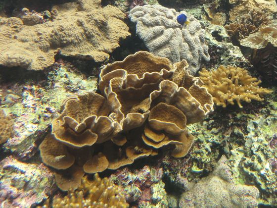 石珊瑚是被認為是形塑珊瑚礁的主力
