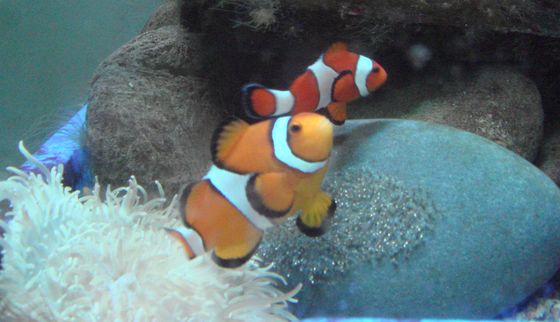 小丑魚家族中體型較大的個體都是由雄性魚轉變而來的