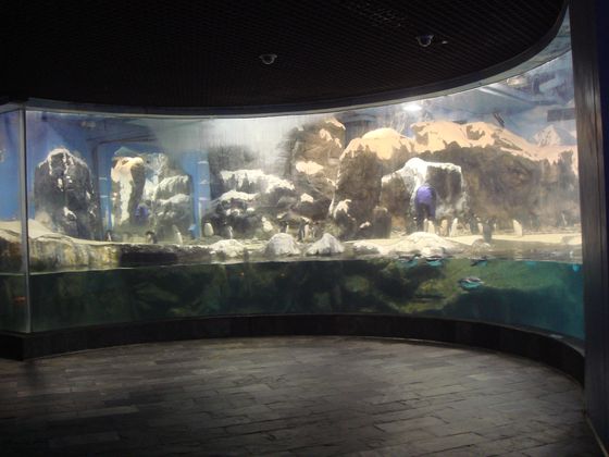 海生館企鵝展示缸有著特殊的設計讓遊客可以親近企鵝
