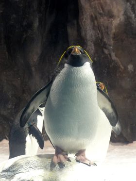 企鵝是水族館中受歡迎的明星動物之一