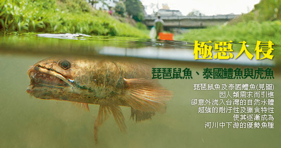 泰國鱧是台灣的外來種魚生性兇殘以捕食其他魚類為食猶如水中的老虎故有虎魚之稱號（圖片取自 http://www.rhythmsmonthly.com）