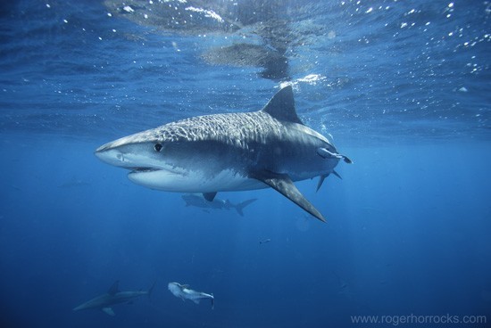   惡名昭彰對人類具有危險性的虎鯊 （圖片來源）