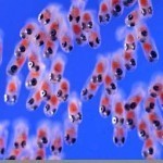 即將孵化的小丑魚身體潔淨透明沒有魚鱗（圖片取自http://www.ird.fr/peches-et-pecheurs-du-sud）