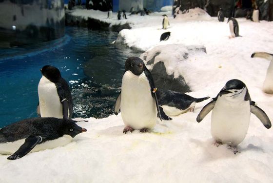 企鵝正悠閒地在展示館活動但其背後的經營管理卻是相當辛苦的