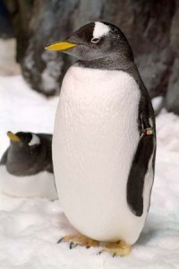 伸士企鵝覺得還是留在故鄉南極好耶