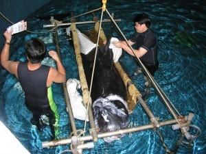 救護擱淺受傷的鯨豚也是水族館保育工作之一