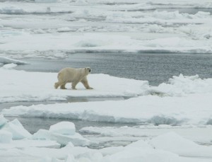 「冬季的北極」的圖片搜尋結果