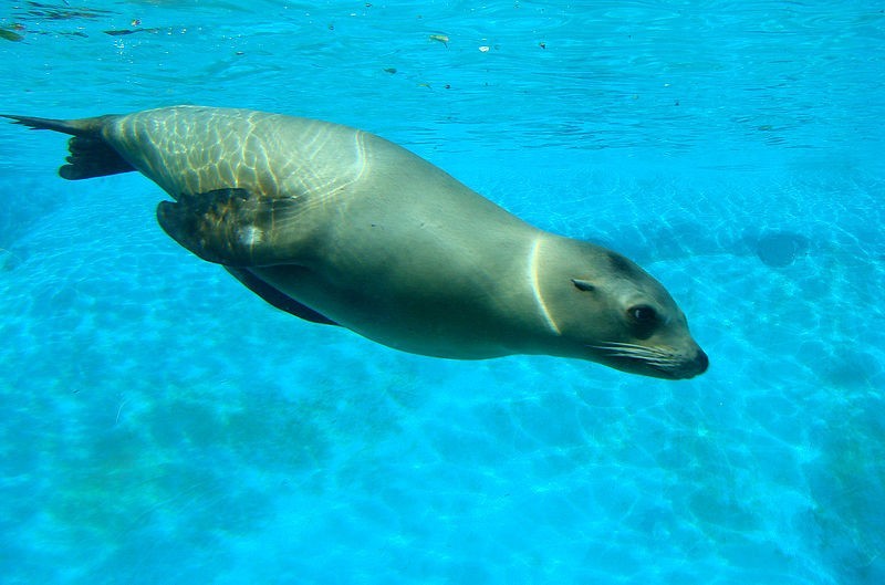 加州海獅. 照片來源: Wikipedia