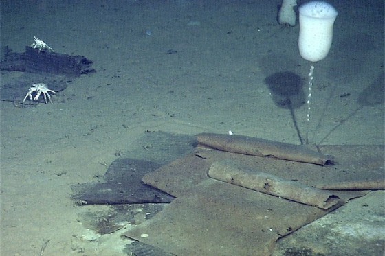 地毯。右邊白色的物體是一種Hyalonema屬的深海海綿