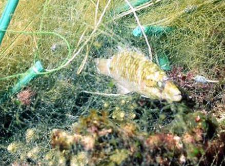 廢棄的流刺網成為海洋動物的墳場