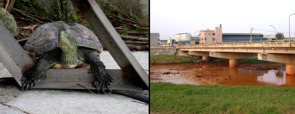 邱老師準備到台北唸大學的時候，決定將飼養的烏龜帶到野外放生，卻發現附近的溪流已經受到汙染