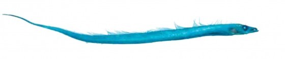 軟骨染色後的標本呈現藍色