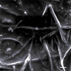 電子顯微鏡下，石墨烯奈米帶嵌入聚胺酯塗料，比例尺為1μm。由萊斯大學與Credit: The Tour Group 