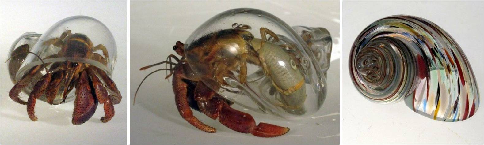 crab glass