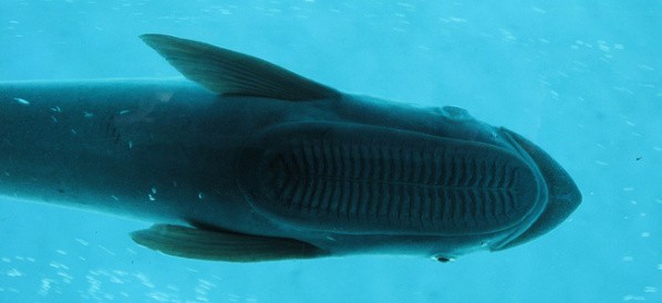 Image result for 吸盤魚