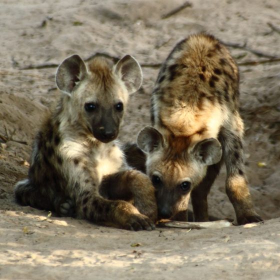 2667_Spotted_Hyena_Cubs