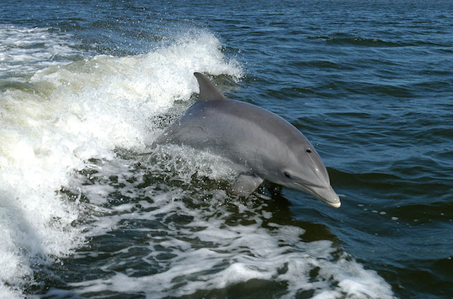鯨類動物啟發（公共版權，NOAA）
