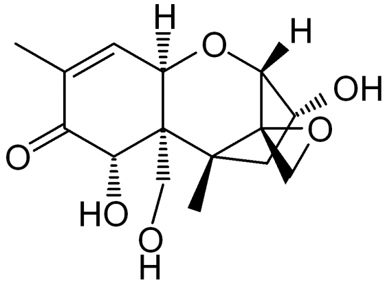 vomitoxin. 一種環氧半萜類化合物(epoxy-sesquiterpene) 圖片來源：維基百科