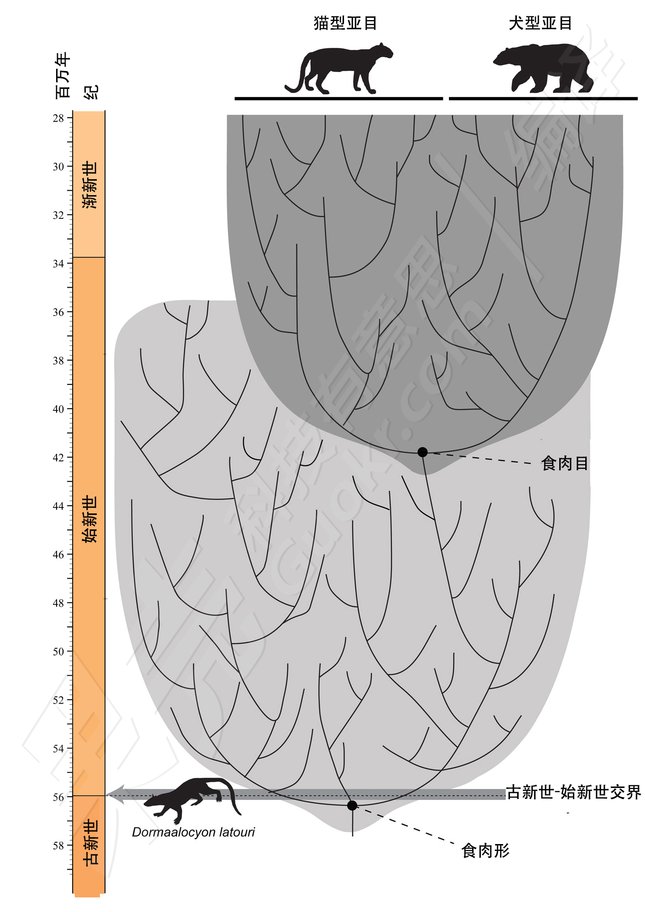 標示出Dormaalcyon位置的系統發生樹。圖片來源：Charlène Letenneur (MNHN)， Pascale Golinvaux (RBINS).