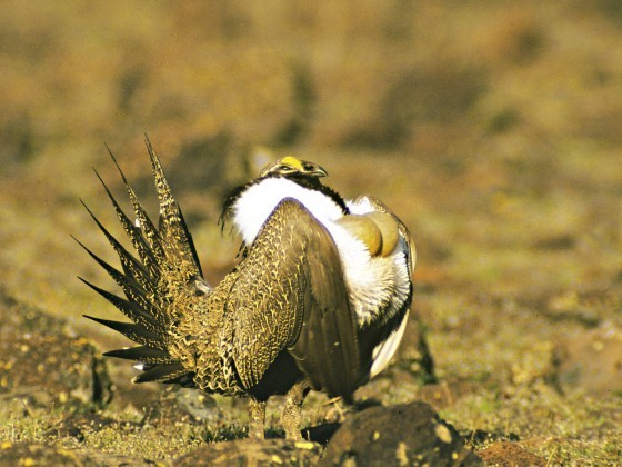 Greater Sage-Grouse - Centrocercus urophasianus