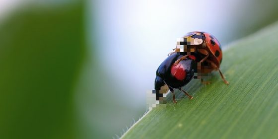 ladybug-188019_640