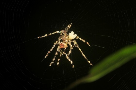 圖中是秘魯的一隻假蜘蛛，是由躲在「分身」頂端的真蜘蛛所造出來的。圖片來源｜賴瑞．李夫斯