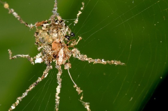 在菲律賓發現的假蜘蛛，你能看出真的蜘蛛位於何處嗎？圖片來源｜賴瑞．李夫斯