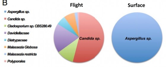 圖二、藉由PCR反應分析空氣裡的微生物相，高空中的微生物中，念珠菌屬物種就超過54%，而地表附近的空氣蒐集到的樣本，則全部都是麴黴屬。