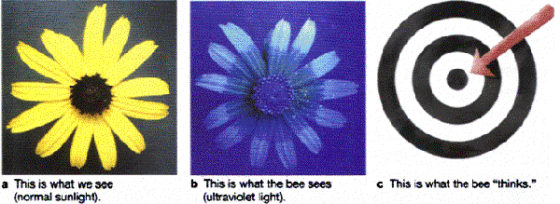人類肉眼看到的黃花，在能見紫外光的動物眼中中間成了一個「標把」，提醒牠們「這裡有蜜吃，快來授粉！」 圖片來源|陽明大學生命科學系普通生物學教學網站