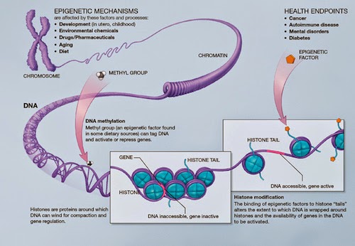表觀遺傳的機制。圖片來源：Wikipedia 