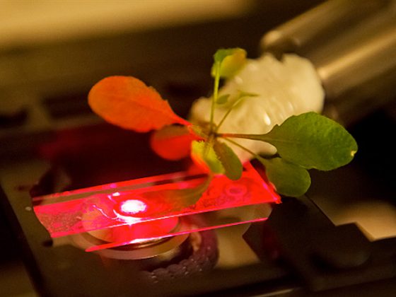 研究人員正使用的近紅外顯微鏡來讀取嵌入在阿拉伯芥植物中的碳納米管傳感器的輸出。