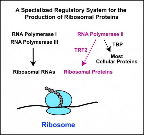 rybosome_missing_link