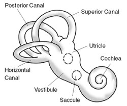 現代人的內耳構造。三個半規管呈「C」字型且互相垂直，名稱分別為： 前骨半規管（superior canal），後骨半規管 （posterior canal），與外骨半規管（horizontal/lateral canal） 圖片來源：維基百科