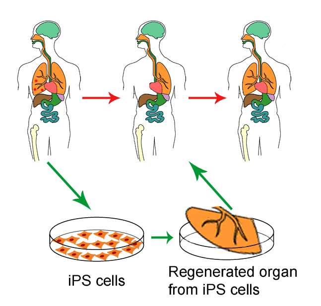 iPS細胞功能示意圖