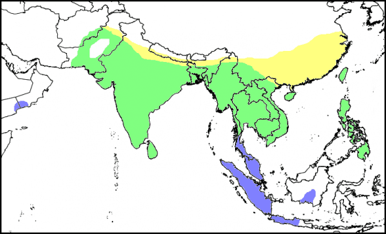 Pheasant-tailed Jacaba map