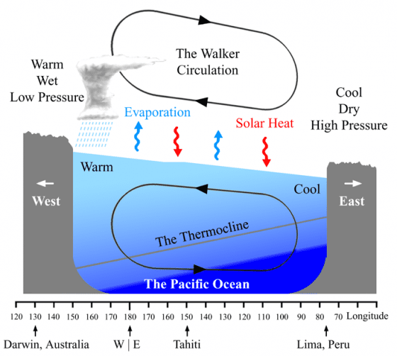 反聖嬰現象時的沃克環流，東南信風會將東太平洋溫暖的海水帶向西太平洋，赤道西太平洋就出現溫暖潮濕的低壓區，造成熱帶氣旋及雷暴等天氣現象。（圖片來源：Wikipedia, Jeffreyjhang）